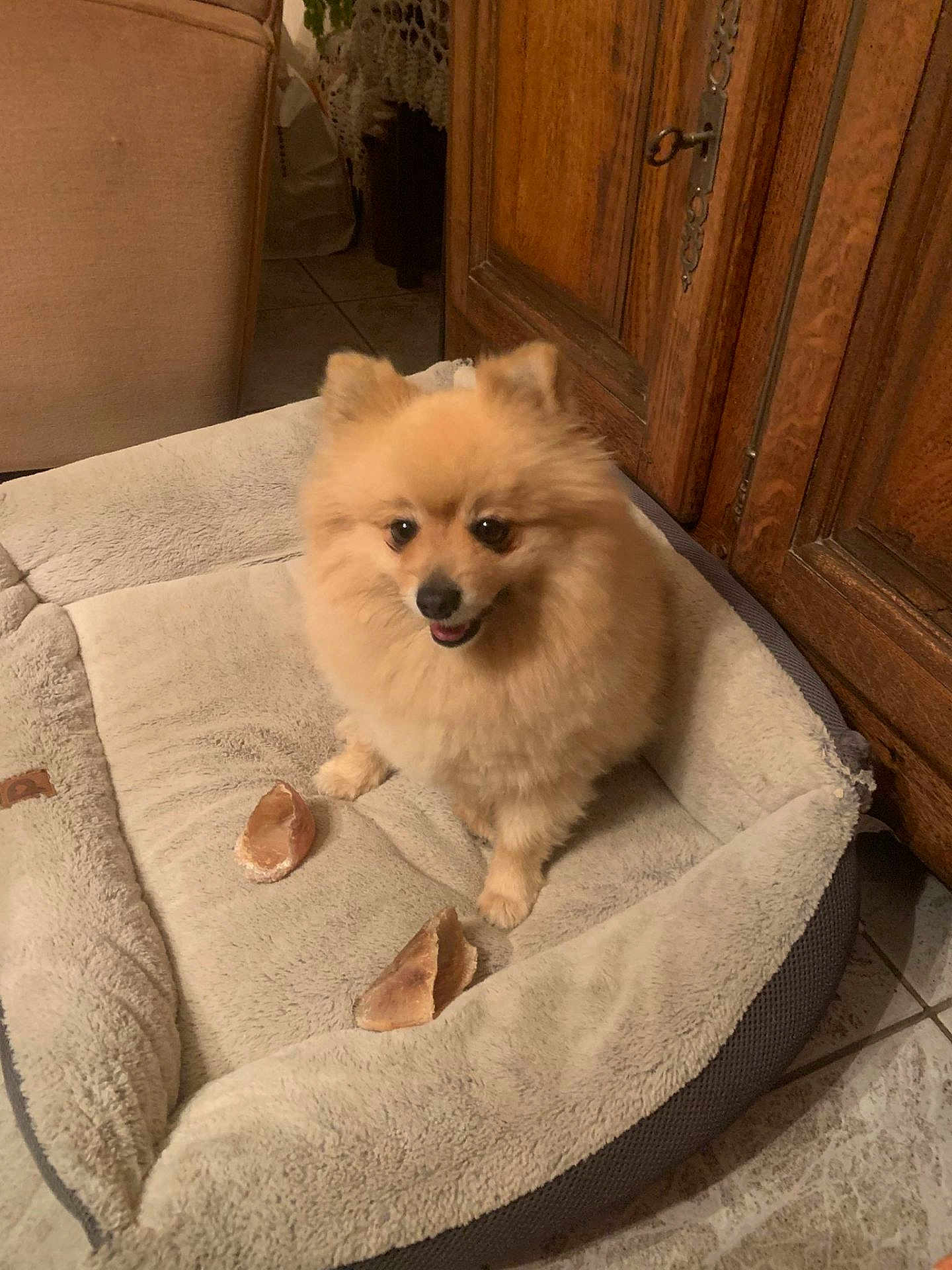 Simba a rejoint le concours — aidez-le/la à gagner de superbes lots ! dog, pomeranian, pet, dog_bed, indoor, floor, wooden_furniture, tiled_floor, chew_treats, fluffy, small_dog, happy, sitting, animal, cozy, home, domestic, cute, fur, companion