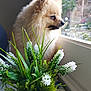 Simba participe au concours pour gagner de l'argent avec cette photo : dog, pomeranian, fluffy, window, plant, indoor, natural_light, greenery, white_flowers, table, pet, looking_out, cozy, fur, portrait, side_view, domestic_animal, houseplant, decor, sunlight