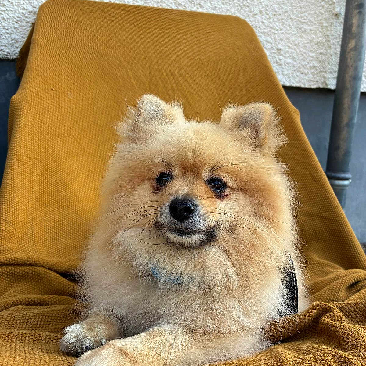 Simba joined the competition — help win amazing prizes! animal, blanket, canine, chair, cozy, cute, dog, domestic_animal, ears, face, fluffy, fur, indoor, muzzle, pet, pomeranian, portrait, relaxed, sitting, small_dog