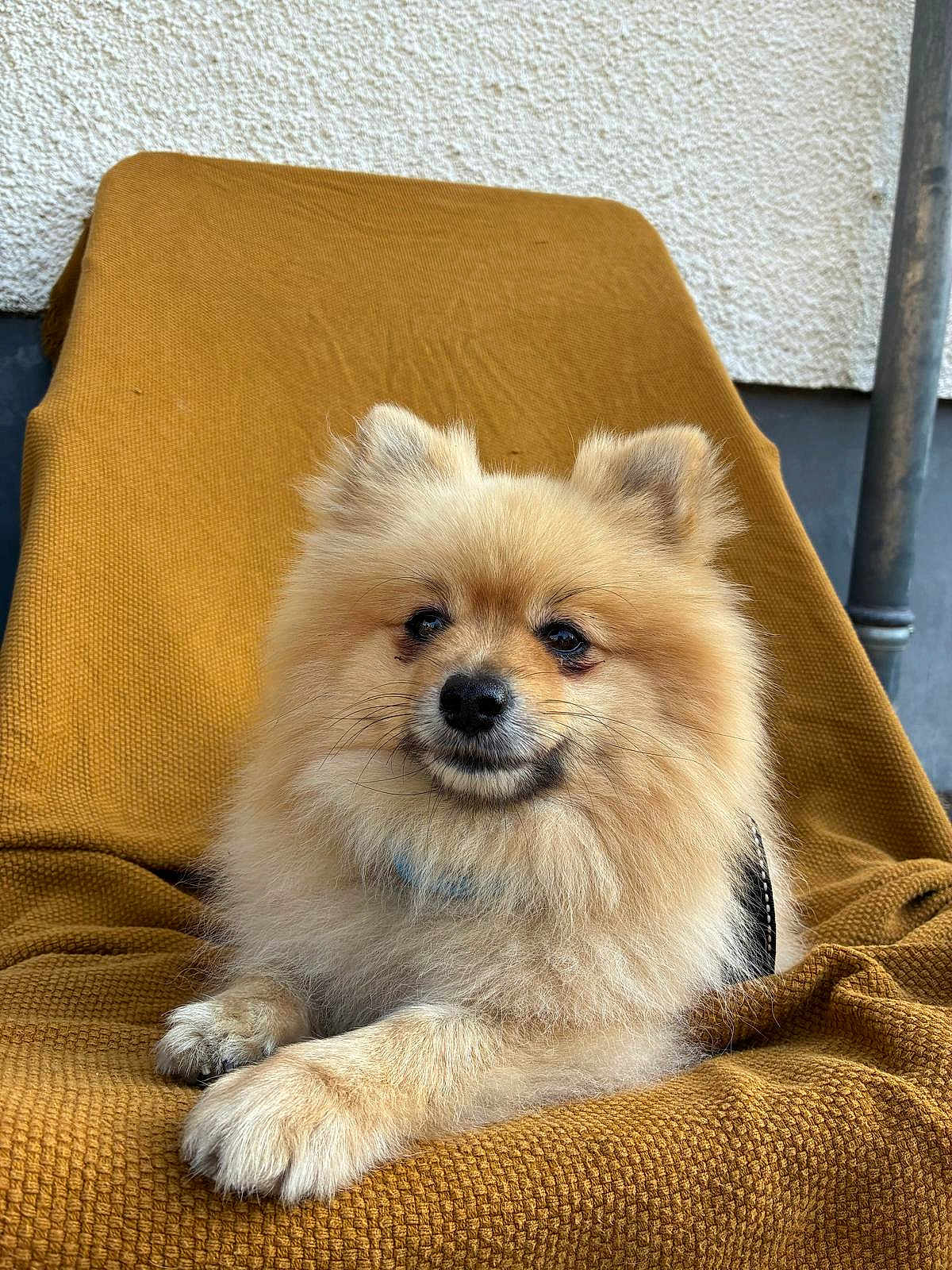 Simba joined the competition — help win amazing prizes! animal, blanket, canine, chair, cozy, cute, dog, domestic_animal, ears, face, fluffy, fur, indoor, muzzle, pet, pomeranian, portrait, relaxed, sitting, small_dog