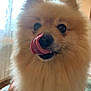 Simba joined the competition — help win amazing prizes! adorable, animal, close_up, companion, cute, dog, domestic, expression, face, fluffy, friendly, fur, household, indoor, licking, mammal, nose, pet, pomeranian, tongue