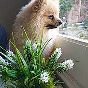 Simba joined the competition — help win amazing prizes! cozy, decor, dog, domestic_animal, fluffy, fur, greenery, houseplant, indoor, looking_out, natural_light, pet, plant, pomeranian, portrait, side_view, sunlight, table, white_flowers, window