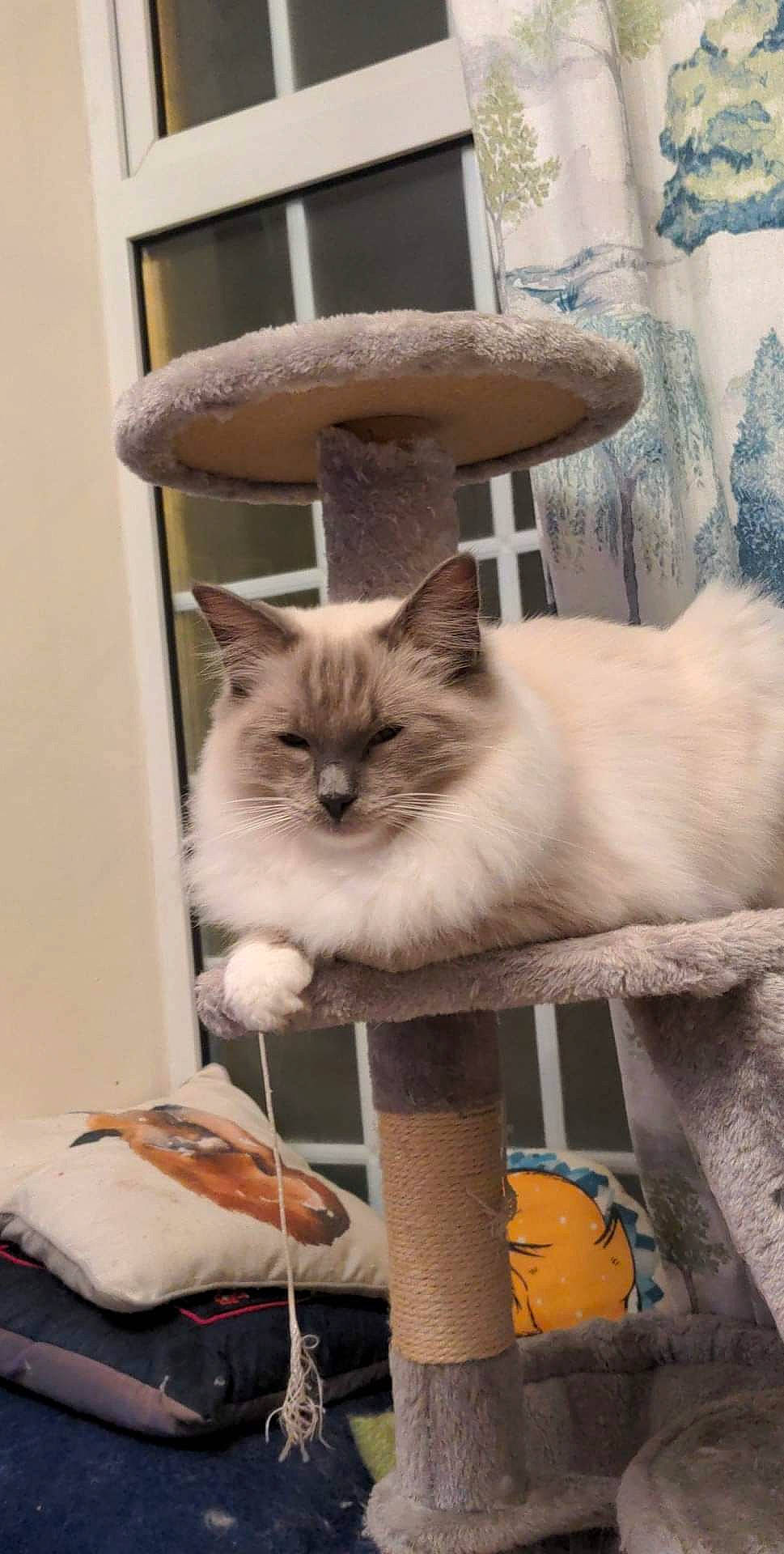 Ben joined the competition — help win amazing prizes! bag, balinese, birman, carnivore, cat, chair, comfort, fawn, felidae, fur, ragdoll, siamese, small_to_medium_sized_cats, tail, thai, whiskers