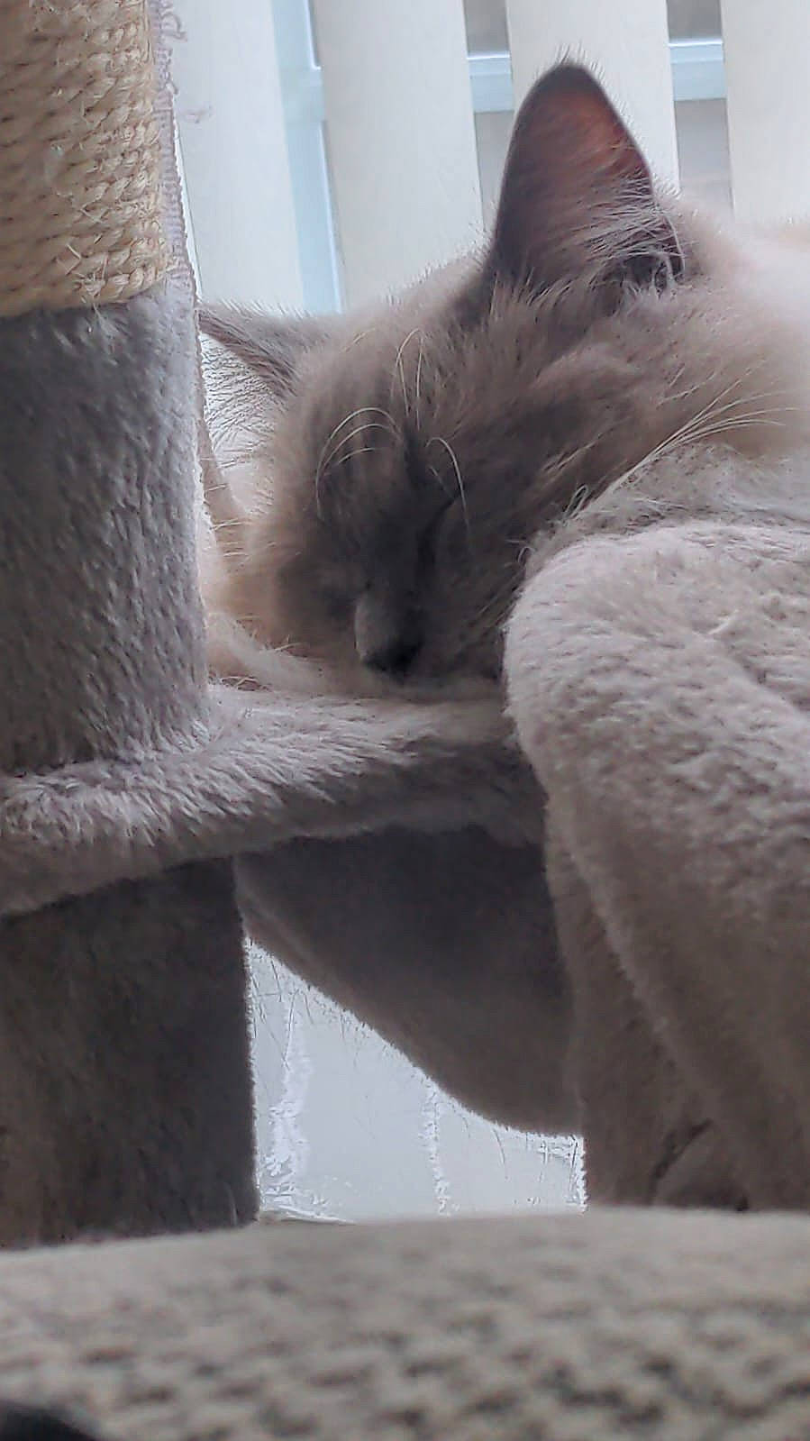 Ben joined the competition — help win amazing prizes! balinese, birman, carnivore, cat, cat_bed, claw, comfort, domestic_short_haired_cat, eye, fawn, felidae, fur, grey, nap, paw, small_to_medium_sized_cats, snout, tail, thai, whiskers