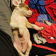 Roscoe is registered to the contest to win money with this photo: animal, clothes, colorful, couch, cozy, cute, dog, domestic_animal, fur, indoor, laying_down, mammal, nap, pet, puppy, relaxed, resting, sleeping, small_dog, young