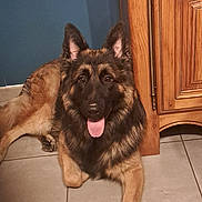 Tayko a rejoint le concours — aidez-le/la à gagner de superbes lots ! animal, canine, dog, door, drawer, furniture, germanshepherd, hardwood, pet, plywood, policedog, puppy, wood