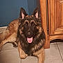 animal, canine, dog, door, drawer, furniture, germanshepherd, hardwood, pet, plywood, policedog, puppy, wood