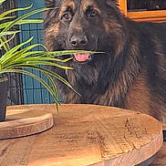 Tayko participe au concours pour gagner de l'argent avec cette photo : animal, black_fur, brown_fur, canine, cute, dog, domestic, ears_up, furniture, german_shepherd, home, houseplant, indoor, leaf, pet, plant, relaxed, smiling, tongue_out, wooden_table