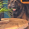 animal, black_fur, brown_fur, canine, cute, dog, domestic, ears_up, furniture, german_shepherd, home, houseplant, indoor, leaf, pet, plant, relaxed, smiling, tongue_out, wooden_table