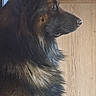 animal, appliance, black, brown, cabinet, canine, dog, domestic, floor, fur, german_shepherd, household, indoor, kitchen, looking_away, pet, portrait, profile, side_view, tile