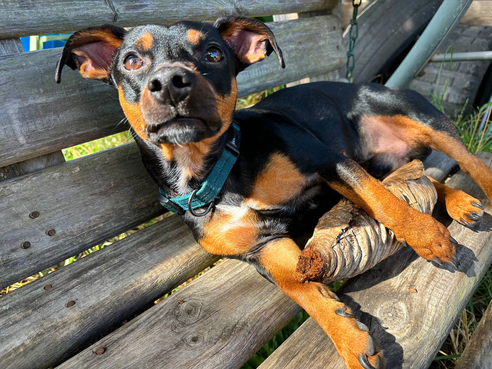 Drake joined the competition — help win amazing prizes! canidae, carnivore, collar, companion_dog, cooking, dog, dog_breed, dog_supply, fawn, fur, guard_dog, paw, plant, snout, sporting_group, terrestrial_animal, toy_dog, wood, working_animal, working_dog