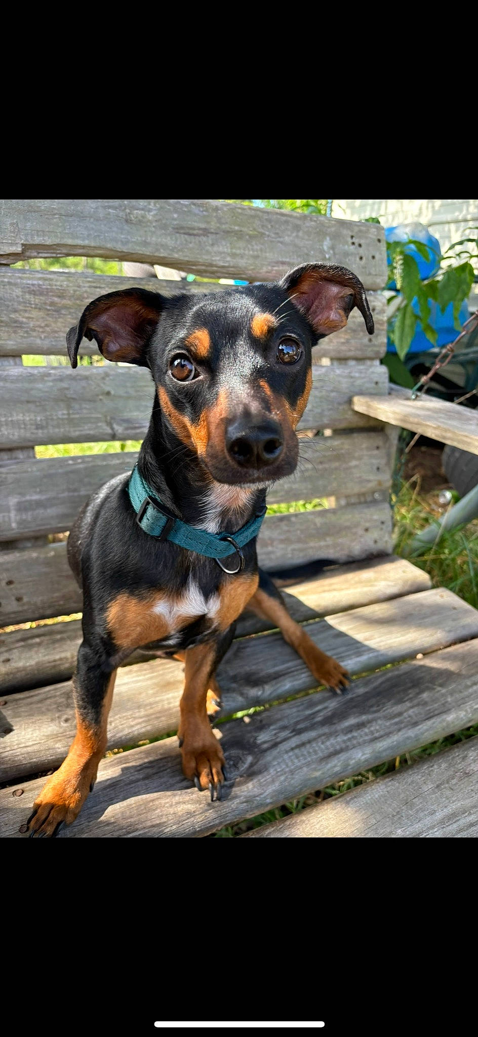 Drake joined the competition — help win amazing prizes! canidae, carnivore, companion_dog, dobermann, dog, dog_breed, fawn, guard_dog, hunting_dog, plant, snout, sporting_group, whiskers, working_animal, working_dog