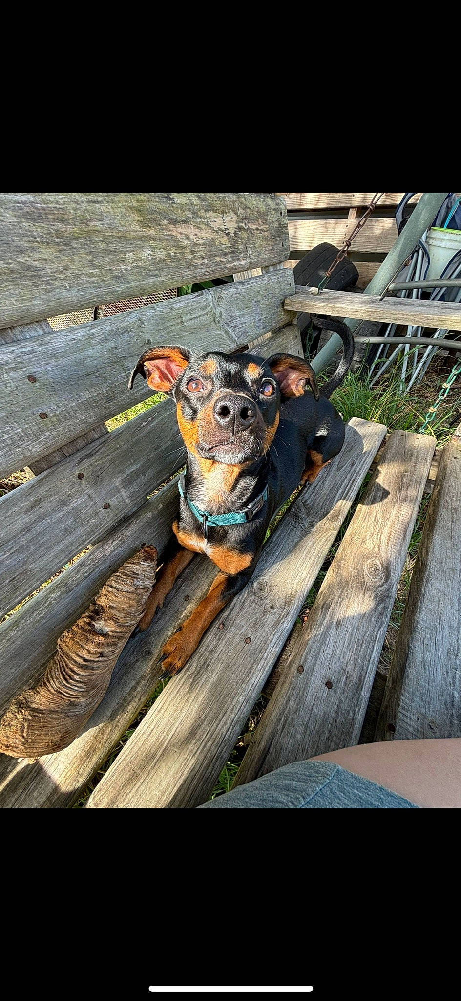 Drake joined the competition — help win amazing prizes! canidae, carnivore, collar, companion_dog, dog, dog_breed, dog_collar, eyewear, fawn, goggles, hardwood, leash, metal, plant, snout, sporting_group, sunglasses, toy_dog, wood, working_animal