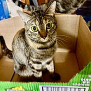 Wolverine joined the competition — help win amazing prizes! alert, animal, box, cardboard_box, cat, close_up, curious, cute, domestic_cat, feline, fur, green_eyes, indoor, looking_up, pet, sitting, striped, tabby, whiskers, young_cat