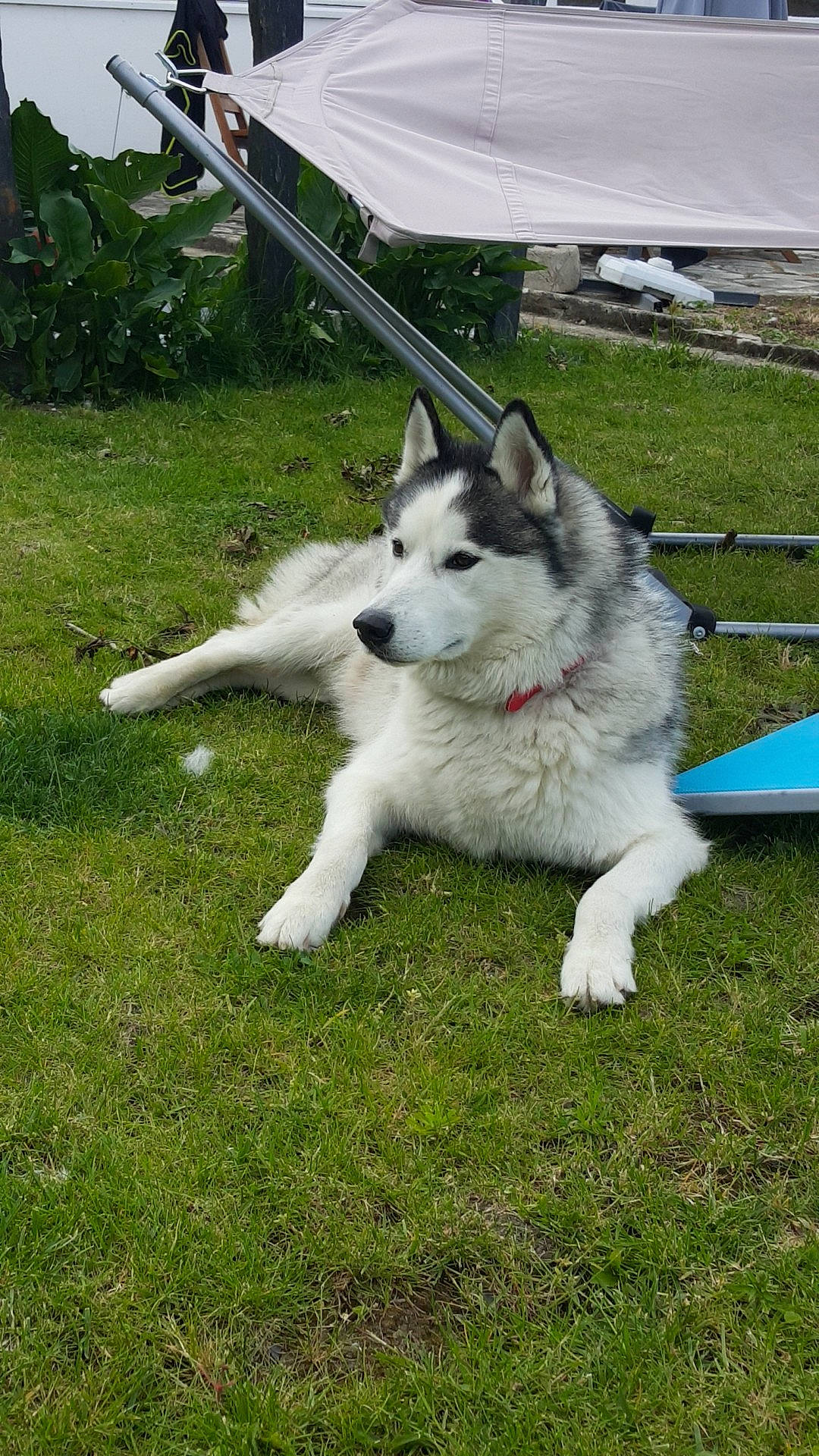 Jungo participe au concours pour gagner de l'argent avec cette photo : alaskan_klee_kai, alaskan_malamute, canadian_eskimo_dog, canidae, carnivore, dog, dog_breed, east_siberian_laika, greenland_dog, mammal, native_american_indian_dog, northern_inuit_dog, saarloos_wolfdog, sakhalin_husky, seppala_siberian_sleddog, siberian_husky, sled_dog, tamaskan_dog, vertebrate, wolfdog