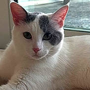 Meister is registered to the contest to win money with this photo: cat, white_cat, gray_patch, feline, pet, indoor, window, glass_door, tile_floor, pink_nose, whiskers, ears, closeup, portrait, lying_down, relaxed, looking_at_camera, domestic_animal, soft_light, home