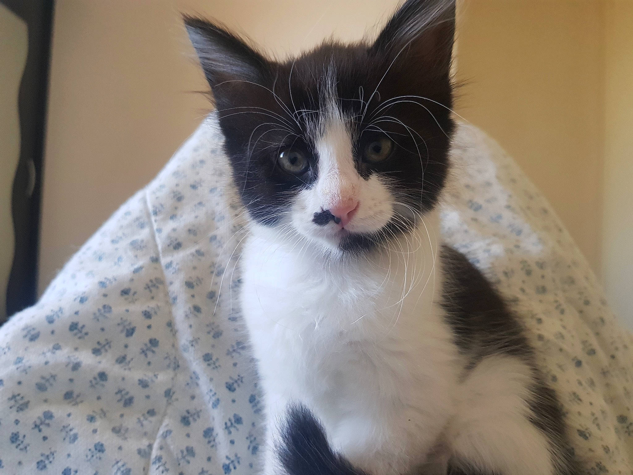 Filippo participe au concours pour gagner de l'argent avec cette photo : aegean_cat, american_wirehair, black_and_white, carnivore, cat, domestic_short_haired_cat, european_shorthair, eye, felidae, japanese_bobtail, kitten, mammal, polydactyl_cat, small_to_medium_sized_cats, snout, vertebrate, whiskers