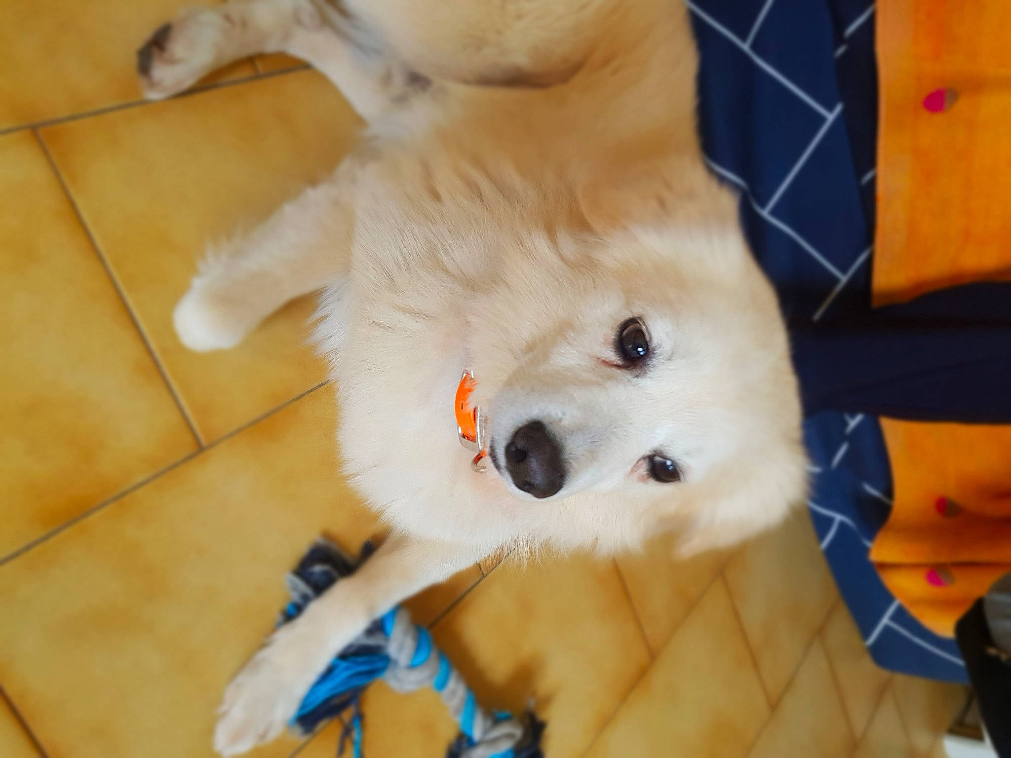 Demon a rejoint le concours — aidez-le/la à gagner de superbes lots ! american_eskimo_dog, canidae, carnivore, companion_dog, dog, dog_breed, dog_toy, fawn, golden_retriever, japanese_spitz, labrador_retriever, non_sporting_group, nose, puppy, retriever, samoyed, snout, sporting_group