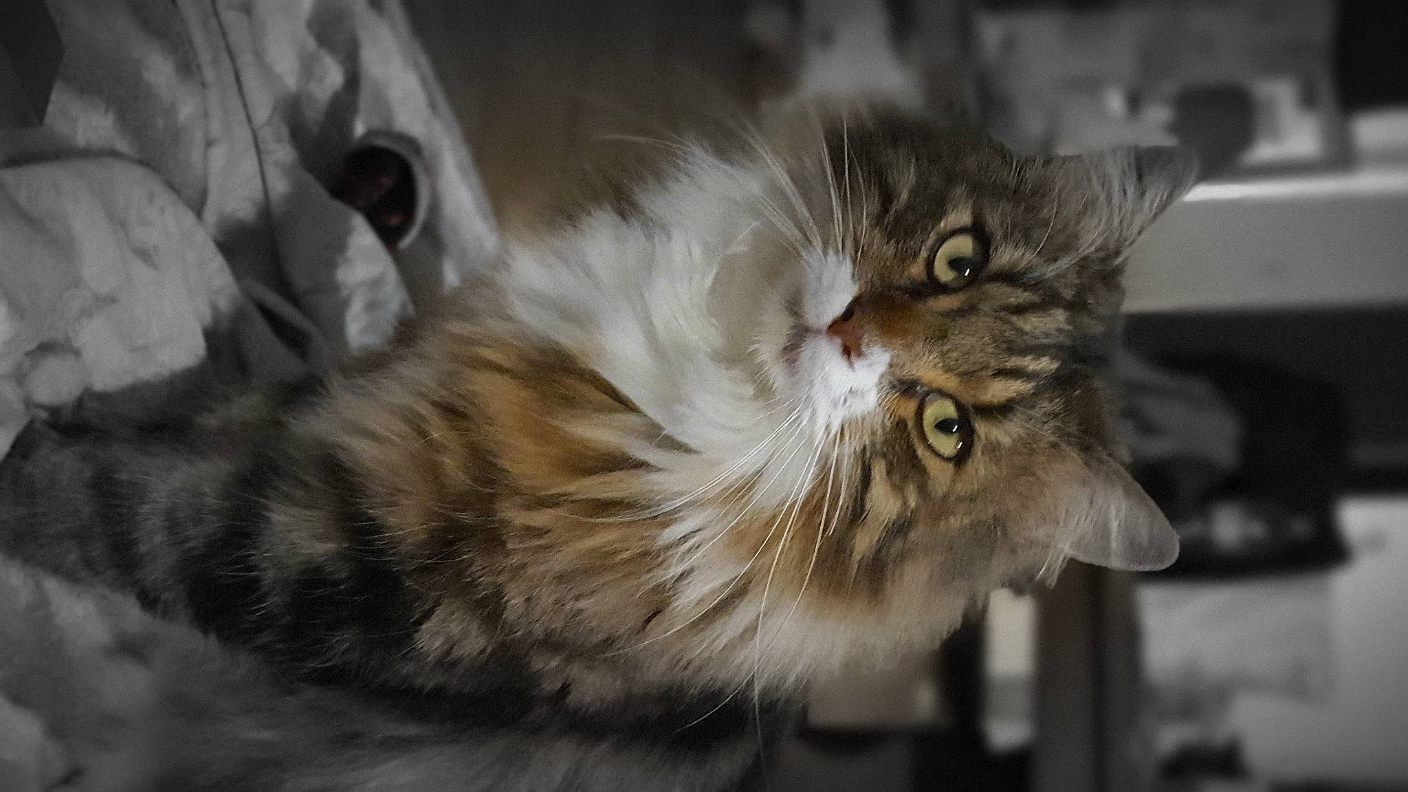 Floky participe au concours pour gagner de l'argent avec cette photo : carnivore, cat, claw, domestic_short_haired_cat, eye, felidae, fur, grey, maine_coon, paw, small_to_medium_sized_cats, snout, terrestrial_animal, whiskers