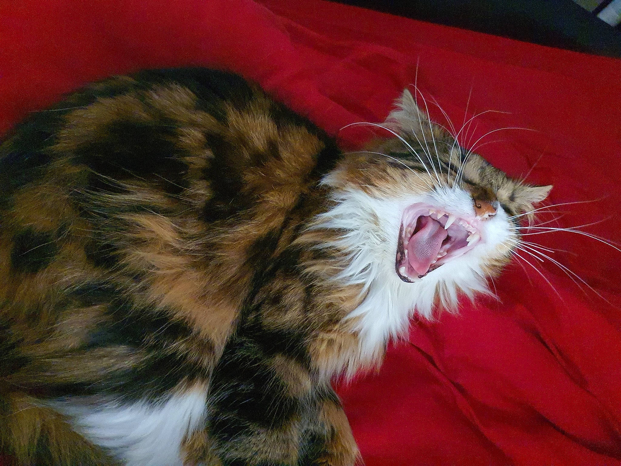 Floky participe au concours pour gagner de l'argent avec cette photo : biting, carnivore, cat, claw, comfort, domestic_short_haired_cat, fang, felidae, fur, nap, paw, sleep, small_to_medium_sized_cats, snout, tail, terrestrial_animal, whiskers, yawn