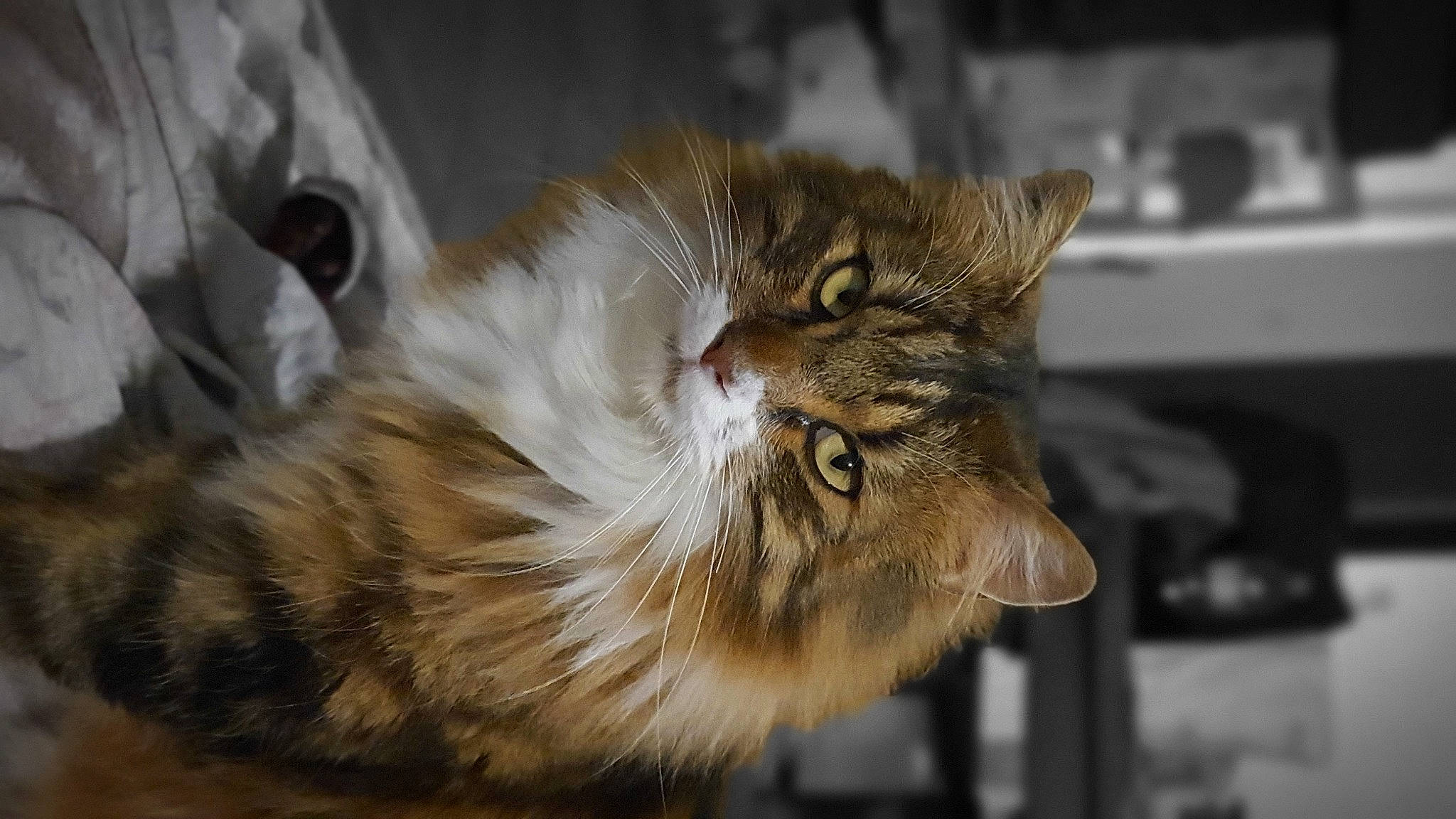 Floky participe au concours pour gagner de l'argent avec cette photo : carnivore, cat, claw, domestic_short_haired_cat, eye, fawn, felidae, fur, maine_coon, paw, siberian, sleep, small_to_medium_sized_cats, snout, tail, terrestrial_animal, whiskers, wildlife