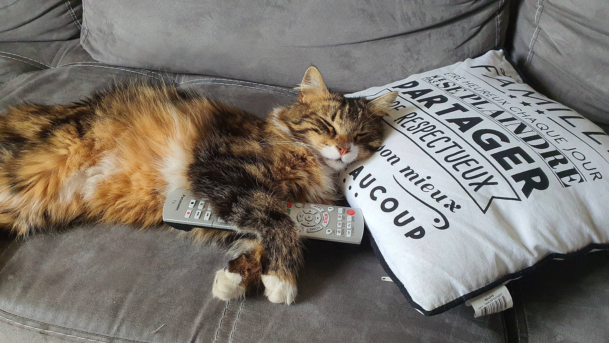 Floky participe au concours pour gagner de l'argent avec cette photo : bedding, carnivore, cat, claw, comfort, couch, domestic_short_haired_cat, felidae, font, fur, linens, nap, paw, pillow, sitting, sleep, small_to_medium_sized_cats, tail, throw_pillow, whiskers