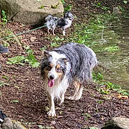 Jazz participe au concours pour gagner de l'argent avec cette photo : dog, outdoor, nature, water, pond, rock, forest, greenery, wet, panting, leash, small_dog, large_dog, animal, moss, earth, walking, happy, canine, daylight