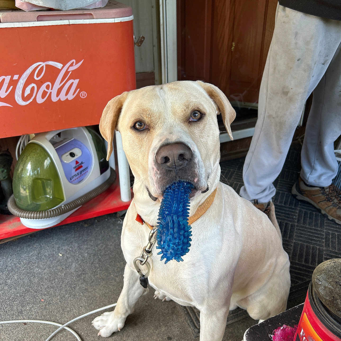 Frankie joined the competition — help win amazing prizes! carpet, chew_toy, coca_cola, collar, container, dog, door, floor, footwear, fur, household, indoor, leash, light_brown, looking_at_camera, person, pet, sitting, toy, vacuum_cleaner