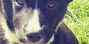 Ringo joined the competition — help win amazing prizes! puppy, dog, black_and_white, close_up, collar, tag, outdoor, grass, sunlight, pet, animal, cute, young_dog, face, fur, whiskers, ears, nose, eyes, portrait