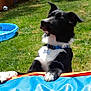 Ringo is registered to the contest to win money with this photo: dog, black_and_white, blue_collar, inflatable_pool, grass, backyard, sunny, pet, playful, toy, fence, paw, summer, outdoor, canine, animal, greenery, recreation, leisure, cute