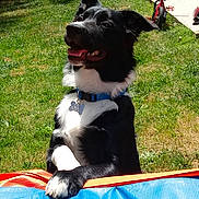 Ringo joined the competition — help win amazing prizes! dog, black_and_white, collar, outdoor, grass, tricycle, pet, playful, sunlight, yard, animal, happy, canine, fence, summer, paw, toy, blue, orange, nature