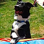 animal, black_and_white, blue, canine, collar, dog, fence, grass, happy, nature, orange, outdoor, paw, pet, playful, summer, sunlight, toy, tricycle, yard