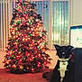 Ringo is registered to the contest to win money with this photo: dog, christmas_tree, lights, indoor, carpet, window, vertical_blinds, lamp, holiday, decorations, black_dog, white_markings, pet, living_room, furniture, night, glowing, festive, animal, domestic