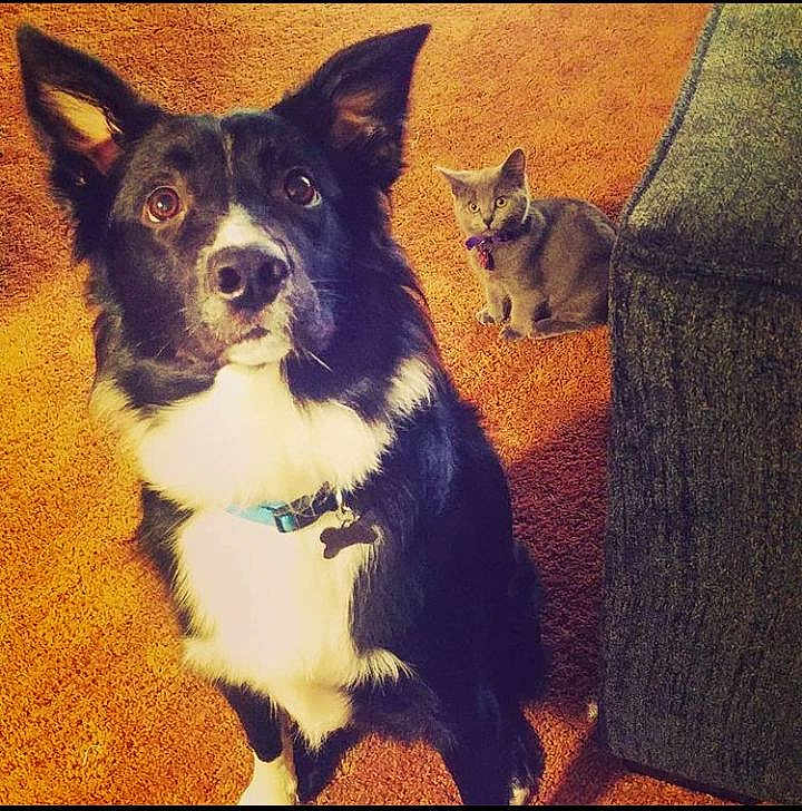 Ringo is registered to the contest to win money with this photo: dog, cat, indoor, carpet, black_and_white, gray_cat, collar, pet, animal, furniture, couch, curious, sitting, looking_up, domestic, mammal, companion, cute, household, floor