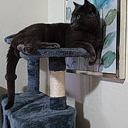 Acorn is registered to the contest to win money with this photo: cat, cat_tree, indoor, gray_cat, furniture, wall_art, floral_painting, pet, animal, relaxed, looking_away, domestic_cat, soft_texture, scratching_post, cozy, home_interior, resting, side_view, quiet, feline