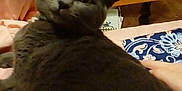 Acorn joined the competition — help win amazing prizes! cat, gray_cat, pet, indoor, bed, blanket, pillow, furniture, flower, curious, looking_back, cozy, domestic, closeup, animal, mammal, relaxed, cute, soft, home