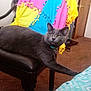 Acorn joined the competition — help win amazing prizes! cat, gray_cat, furniture, chair, blanket, colorful_blanket, indoor, carpet, paw, stretching, cozy, relaxed, pet, domestic_cat, cushioned_stool, bed, patterned_blanket, yellow, blue, pink