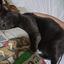 Acorn is registered to the contest to win money with this photo: cat, gray_cat, animal, pet, lying_down, person, tshirt, graphic_tshirt, indoor, bed, blanket, comfort, relaxation, fur, whiskers, paw, sleepy, closeup, casual, resting
