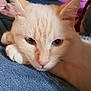 cat, cream_colored, orange_markings, indoor, denim, blanket, resting, close_up, pet, feline, relaxed, cozy, fur, whiskers, ears, paws, soft_texture, comfort, domestic_animal, sleepy
