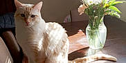 Ang joined the competition — help win amazing prizes! cat, cream_colored_cat, orange_stripes, wooden_table, sunlight, shadows, window, curtains, glass_vase, flowers, bouquet, indoor, cozy, pet, feline, nature, still_life, home, daylight, decor