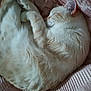 cat, sleeping, fur, bed, blanket, cozy, resting, cute, pet, animal, feline, whiskers, paw, ears, striped, domestic, soft, relaxed, indoor, comfort