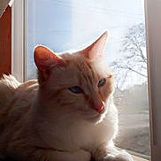 Ang is registered to the contest to win money with this photo: cat, cream_colored, windowsill, sunlight, indoor, animal, pet, feline, relaxed, morning, window, wooden_surface, blue_eyes, close_up, domestic_cat, quiet, shadow, natural_light, calm, fur