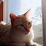 cat, cream_colored, windowsill, sunlight, indoor, animal, pet, feline, relaxed, morning, window, wooden_surface, blue_eyes, close_up, domestic_cat, quiet, shadow, natural_light, calm, fur