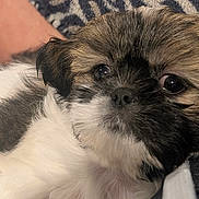 River joined the competition — help win amazing prizes! puppy, dog, close_up, fluffy, brown, white, black, cute, pet, animal, sleepy, cozy, snuggle, fur, young, indoor, blanket, soft, portrait, relaxed