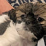 puppy, dog, close_up, fluffy, brown, white, black, cute, pet, animal, sleepy, cozy, snuggle, fur, young, indoor, blanket, soft, portrait, relaxed