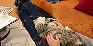 Mystie participe au concours pour gagner de l'argent avec cette photo : cat, person, couch, indoor, blanket, chair, socks, jeans, remote_control, shelf, glass, ashtray, pillow, table, floor, hand, petting, relaxation, home, casual