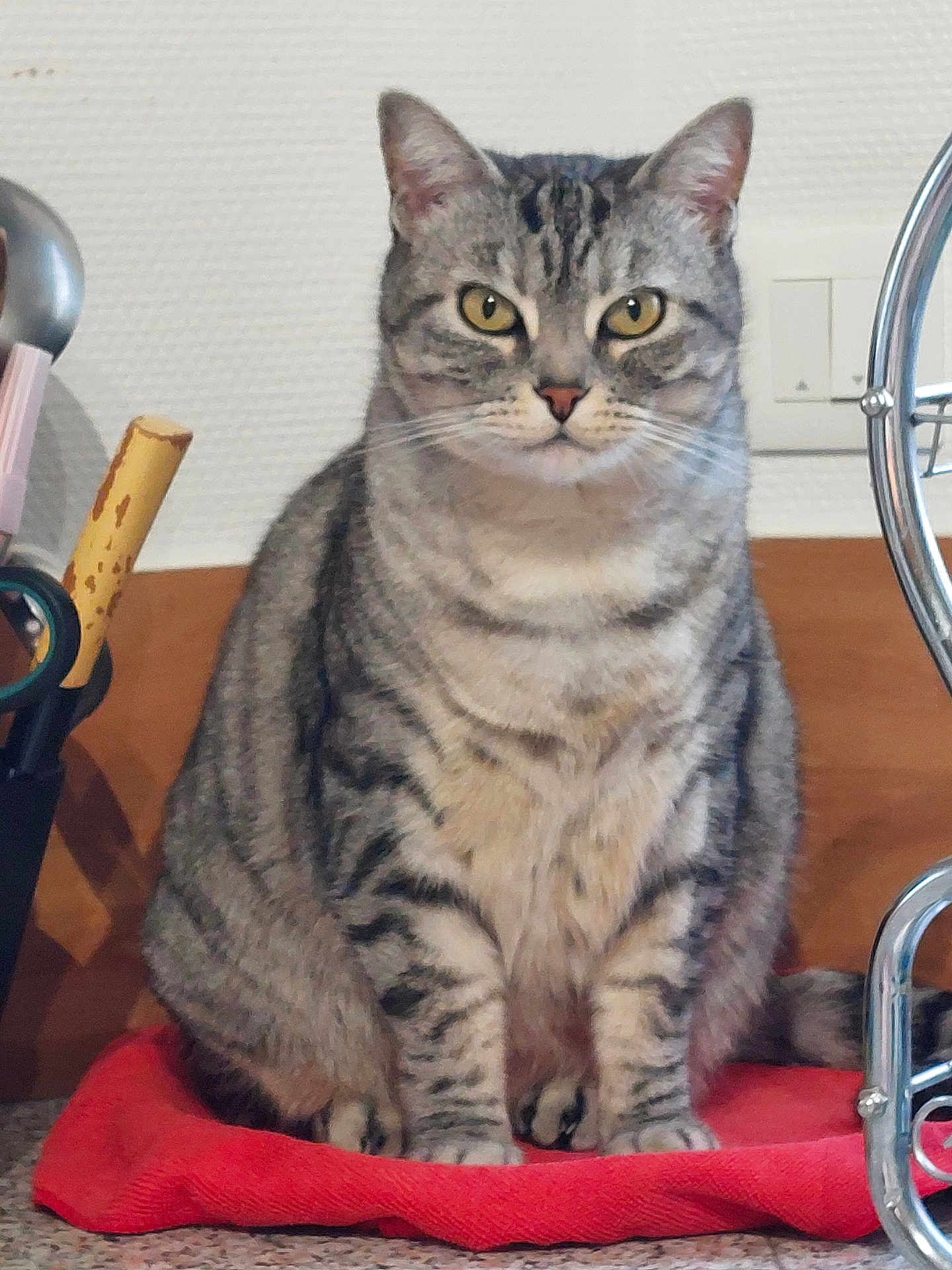 Mystie a rejoint le concours — aidez-le/la à gagner de superbes lots ! cat, tabby_cat, pet, indoor, sitting, red_cloth, feline, animal, fur, whiskers, ears, eyes, face, tabletop, home, domestic, closeup, portrait, looking, calm