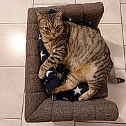 Mystie participe au concours pour gagner de l'argent avec cette photo : cat, tabby, pet_bed, blanket, star_pattern, floor, tile, indoor, relaxed, feline, cozy, striped, cute, resting, animal, whiskers, paws, fur, domestic_cat, comfort