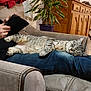 Mystie participe au concours pour gagner de l'argent avec cette photo : cat, tabby_cat, person, lap, armchair, tablet, plant, potted_plant, wooden_cabinet, furniture, indoor, relaxing, resting, cozy, casual, home, jeans, hands, living_room, comfort
