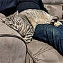 Mystie a rejoint le concours — aidez-le/la à gagner de superbes lots ! cat, tabby_cat, winking, person, lap, recliner, sofa, furniture, indoor, cozy, relaxed, striped, gray_cat, pet, domestic_animal, resting, casual_clothing, human, comfort, home